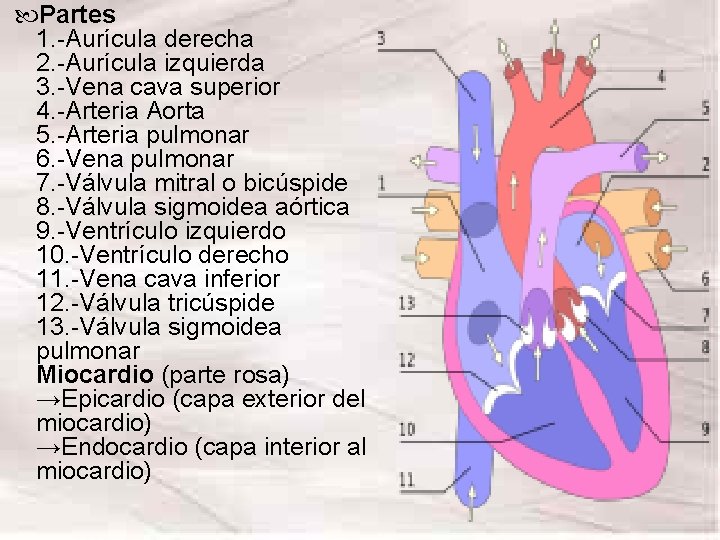 Partes 1. -Aurícula derecha 2. -Aurícula izquierda 3. -Vena cava superior 4. -Arteria Partes 1. -Aurícula derecha 2. -Aurícula izquierda 3. -Vena cava superior 4. -Arteria