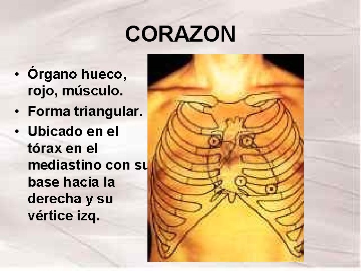 CORAZON • Órgano hueco, rojo, músculo. • Forma triangular. • Ubicado en el tórax CORAZON • Órgano hueco, rojo, músculo. • Forma triangular. • Ubicado en el tórax