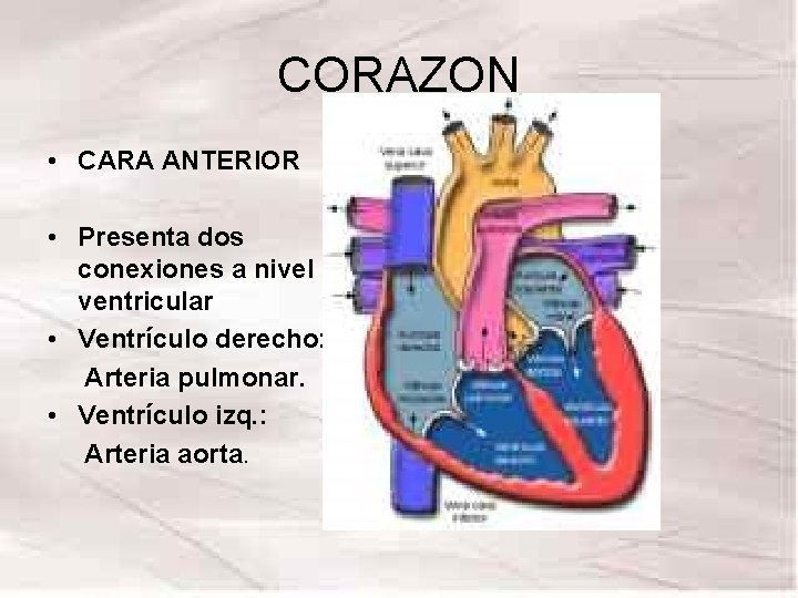CORAZON • CARA ANTERIOR • Presenta dos conexiones a nivel ventricular • Ventrículo derecho: CORAZON • CARA ANTERIOR • Presenta dos conexiones a nivel ventricular • Ventrículo derecho: