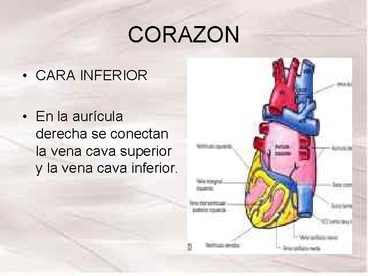 CORAZON • CARA INFERIOR • En la aurícula derecha se conectan la vena cava CORAZON • CARA INFERIOR • En la aurícula derecha se conectan la vena cava