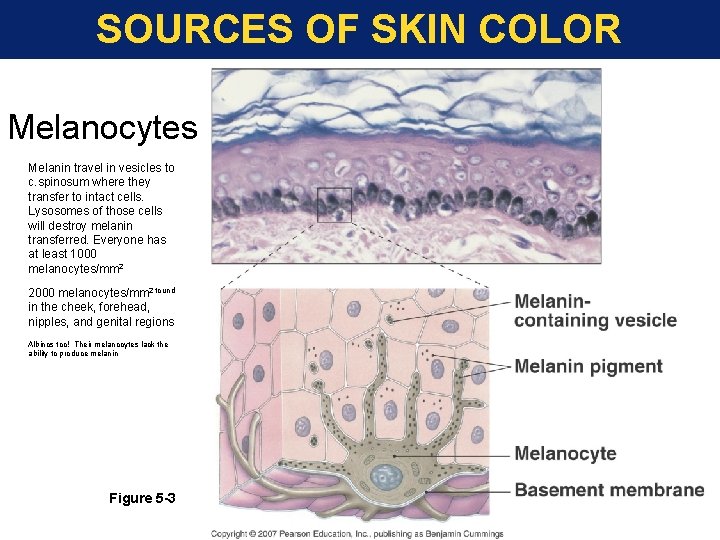 SOURCES OF SKIN COLOR Melanocytes Melanin travel in vesicles to c. spinosum where they SOURCES OF SKIN COLOR Melanocytes Melanin travel in vesicles to c. spinosum where they
