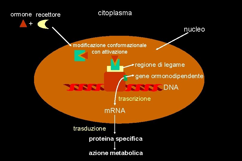 ormone recettore citoplasma + nucleo modificazione conformazionale con attivazione regione di legame gene ormonodipendente