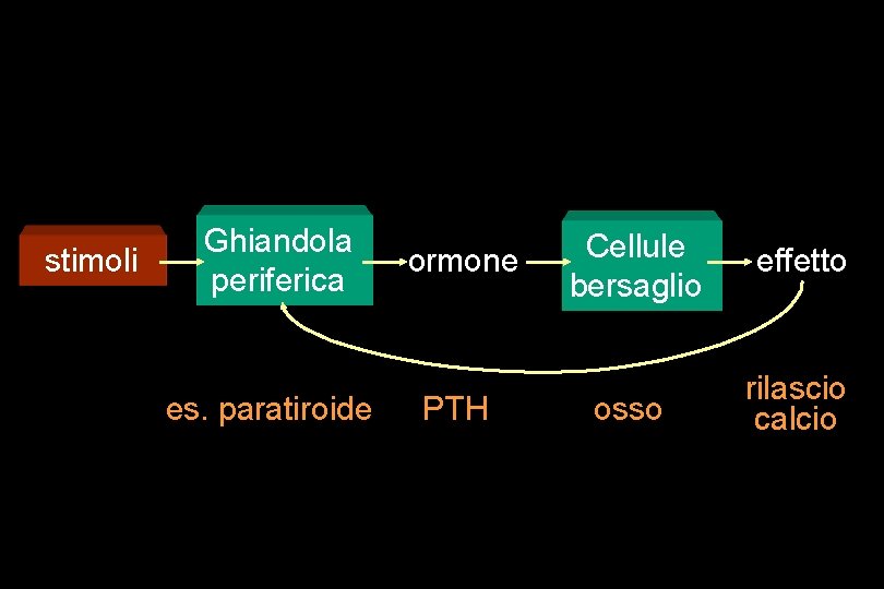 stimoli Ghiandola periferica es. paratiroide ormone PTH Cellule bersaglio effetto osso rilascio calcio 