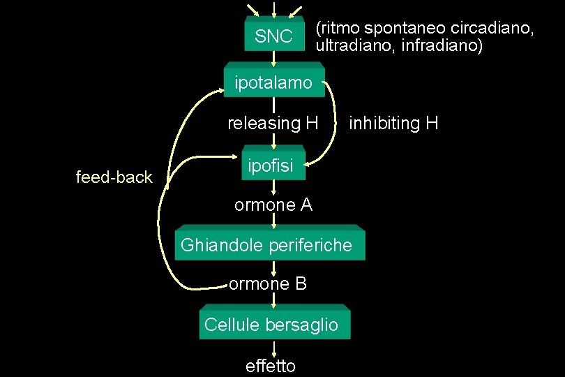 SNC (ritmo spontaneo circadiano, ultradiano, infradiano) ipotalamo releasing H feed-back inhibiting H ipofisi ormone