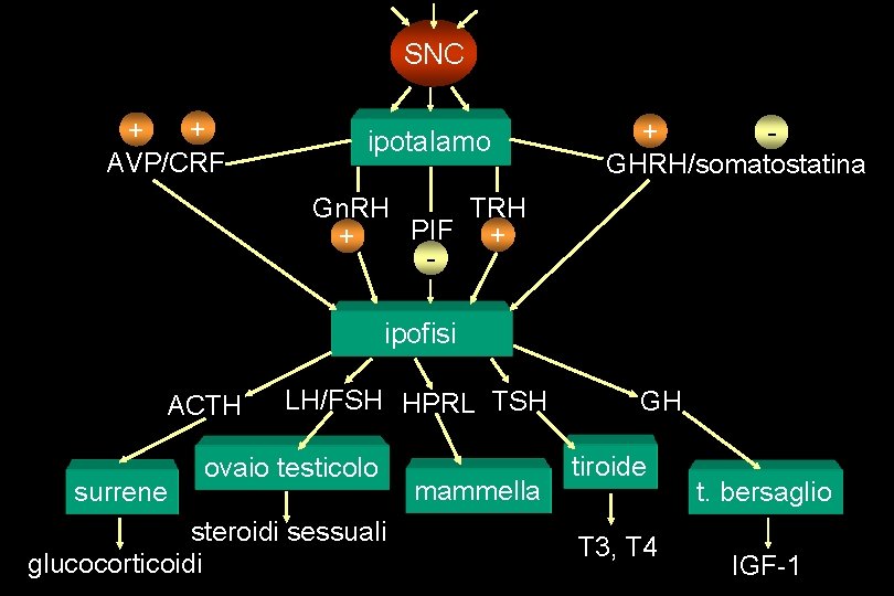 SNC + + AVP/CRF ipotalamo + GHRH/somatostatina Gn. RH TRH PIF + + -