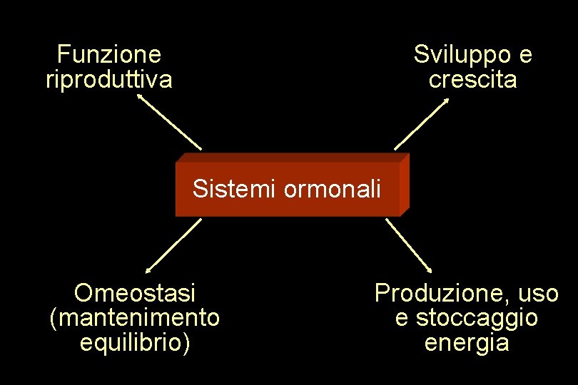 Funzione riproduttiva Sviluppo e crescita Sistemi ormonali Omeostasi (mantenimento equilibrio) Produzione, uso e stoccaggio