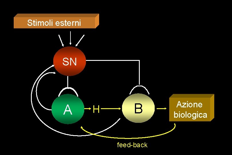 Stimoli esterni SN A H B feed-back Azione biologica 