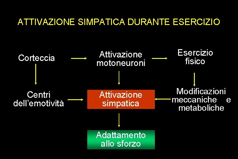 ATTIVAZIONE SIMPATICA DURANTE ESERCIZIO Corteccia Attivazione motoneuroni Centri dell’emotività Attivazione simpatica Adattamento allo sforzo