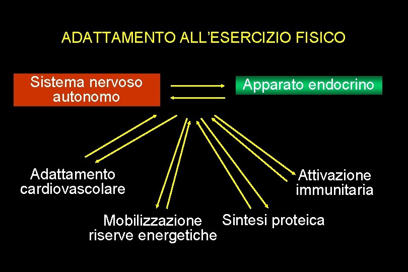 ADATTAMENTO ALL’ESERCIZIO FISICO Sistema nervoso autonomo Adattamento cardiovascolare Apparato endocrino Attivazione immunitaria Mobilizzazione Sintesi