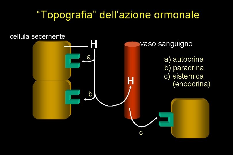 “Topografia” dell’azione ormonale cellula secernente H vaso sanguigno a a) autocrina b) paracrina c)