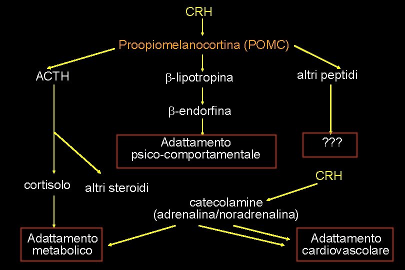 CRH Proopiomelanocortina (POMC) b-lipotropina ACTH altri peptidi b-endorfina Adattamento psico-comportamentale cortisolo ? ? ?