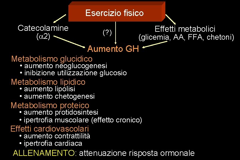 Esercizio fisico Catecolamine (? ) (a 2) Effetti metabolici (glicemia, AA, FFA, chetoni) Aumento