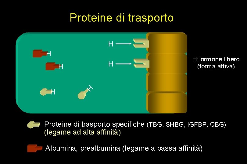 Proteine di trasporto H H H H: ormone libero (forma attiva) Proteine di trasporto