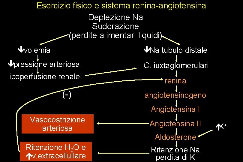 Esercizio fisico e sistema renina-angiotensina Deplezione Na Sudorazione (perdite alimentari liquidi) êvolemia êNa tubulo