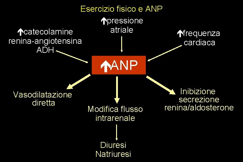 Esercizio fisico e ANP épressione atriale écatecolamine renina-angiotensina ADH éfrequenza cardiaca éANP Vasodilatazione diretta