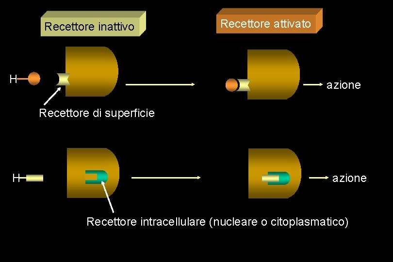 Recettore inattivo H Recettore attivato azione Recettore di superficie H azione Recettore intracellulare (nucleare