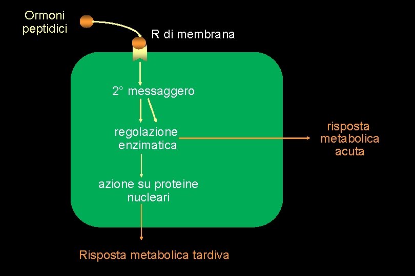 Ormoni peptidici R di membrana 2° messaggero regolazione enzimatica azione su proteine nucleari Risposta