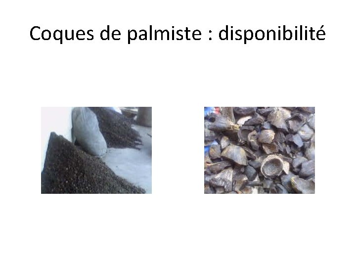 Coques de palmiste : disponibilité 