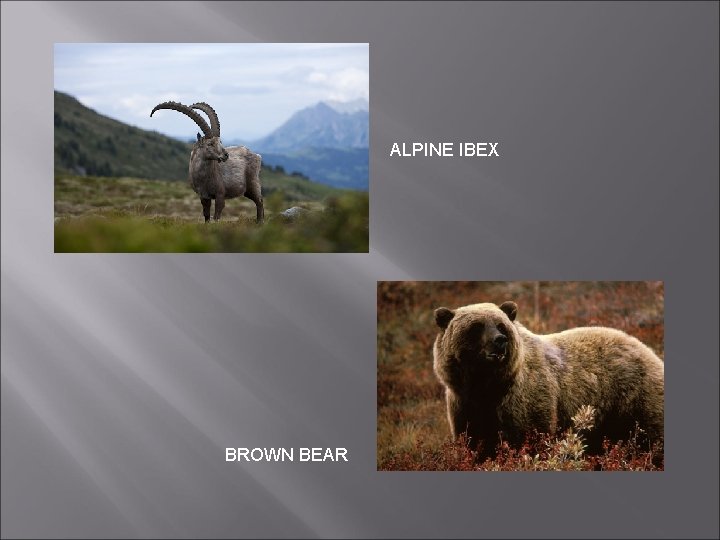 ALPINE IBEX BROWN BEAR ALPINE IBEX BROWN BEAR