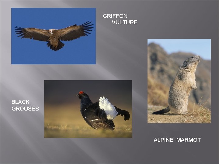 GRIFFON VULTURE BLACK GROUSES ALPINE MARMOT GRIFFON VULTURE BLACK GROUSES ALPINE MARMOT