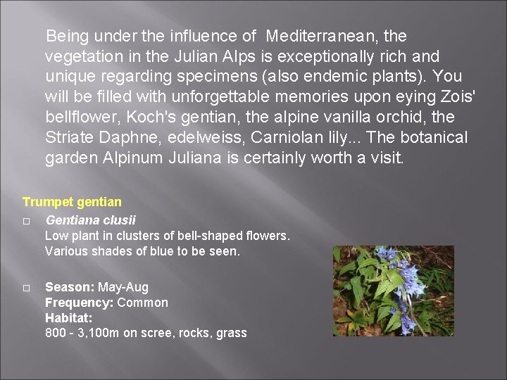 Being under the influence of Mediterranean, the vegetation in the Julian Alps is Being under the influence of Mediterranean, the vegetation in the Julian Alps is