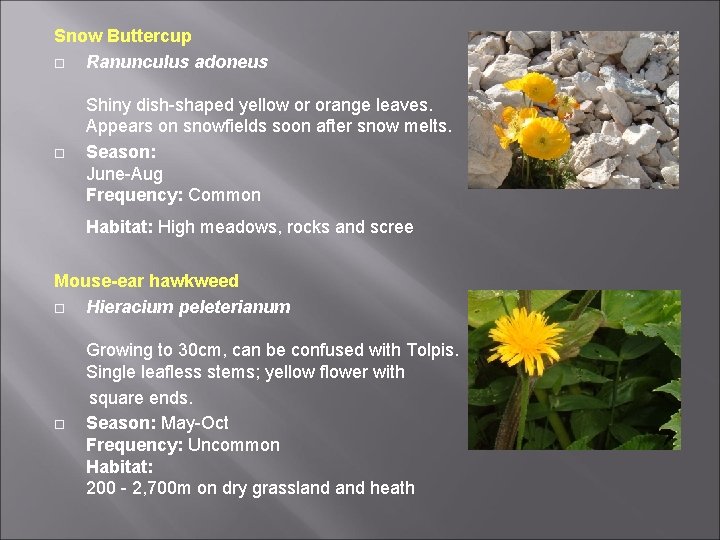 Snow Buttercup Ranunculus adoneus Shiny dish-shaped yellow or orange leaves. Appears on snowfields soon Snow Buttercup Ranunculus adoneus Shiny dish-shaped yellow or orange leaves. Appears on snowfields soon