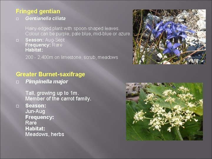 Fringed gentian Gentianella ciliata Hairy-edged plant with spoon-shaped leaves. Colour can be purple, pale Fringed gentian Gentianella ciliata Hairy-edged plant with spoon-shaped leaves. Colour can be purple, pale