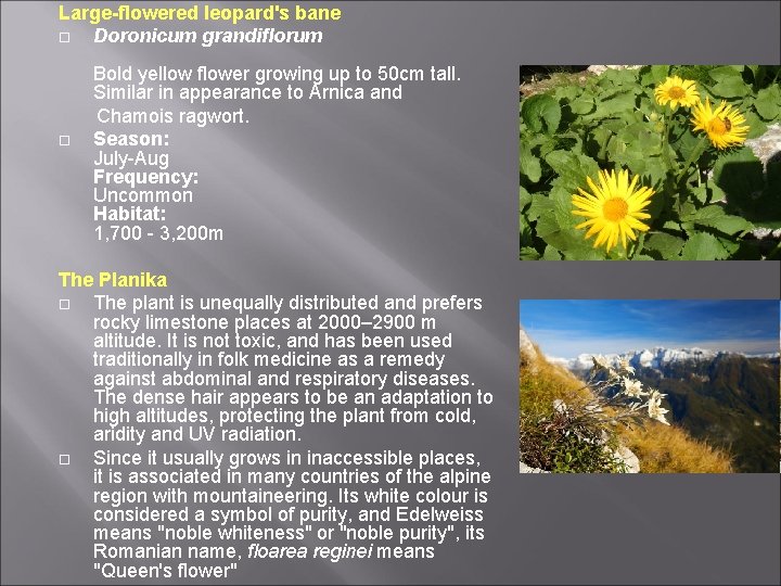 Large-flowered leopard's bane Doronicum grandiflorum Bold yellow flower growing up to 50 cm tall. Large-flowered leopard's bane Doronicum grandiflorum Bold yellow flower growing up to 50 cm tall.