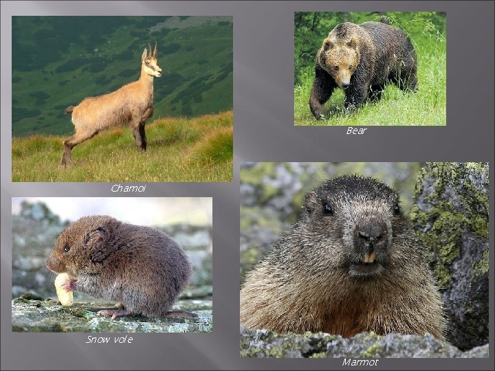 Bear Chamoi Snow vole Marmot Bear Chamoi Snow vole Marmot