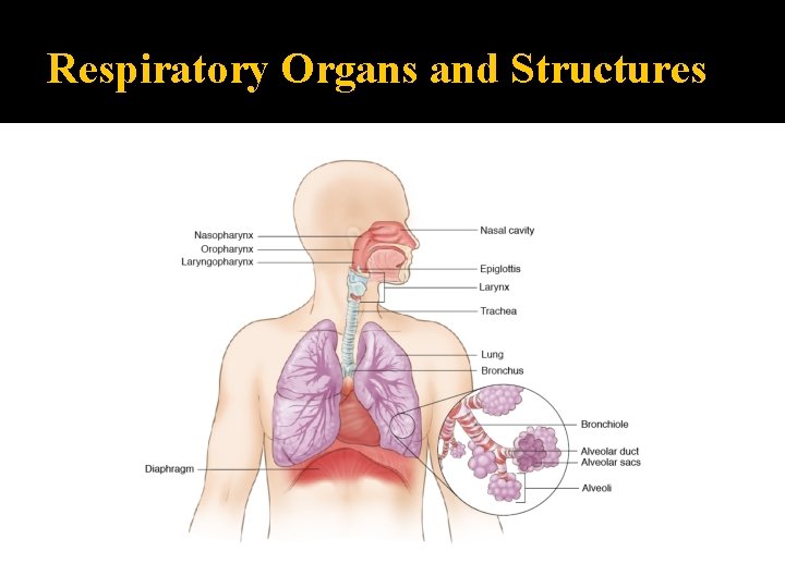 Respiratory Organs and Structures 