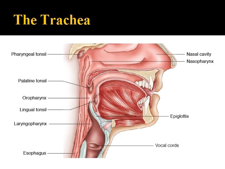 The Trachea 
