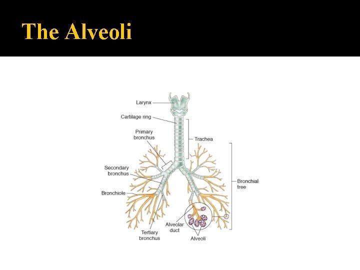 The Alveoli 