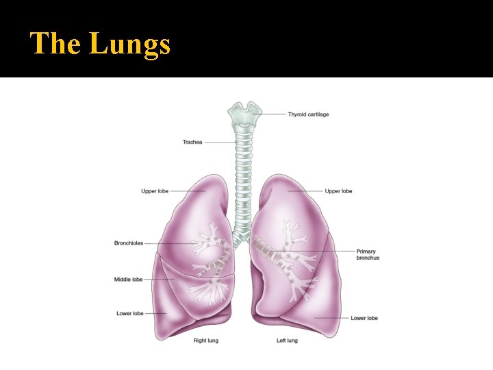 The Lungs 