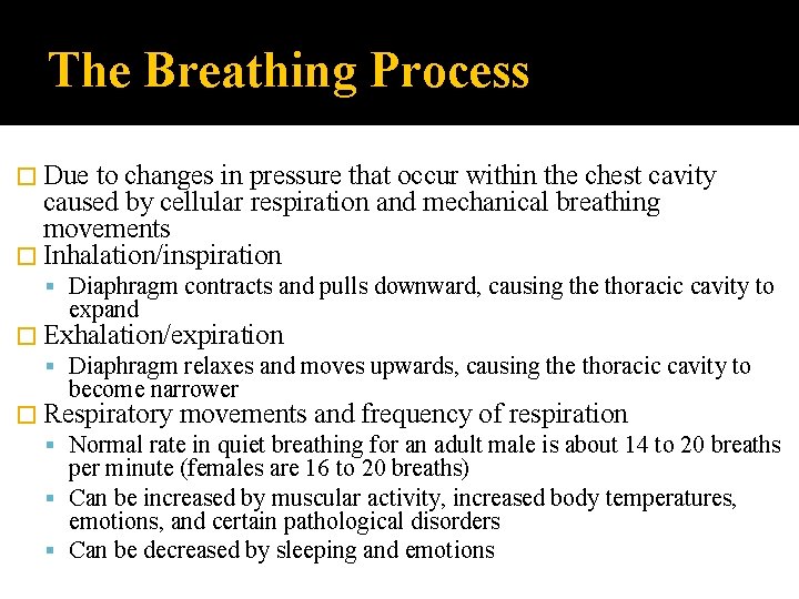 The Breathing Process � Due to changes in pressure that occur within the chest