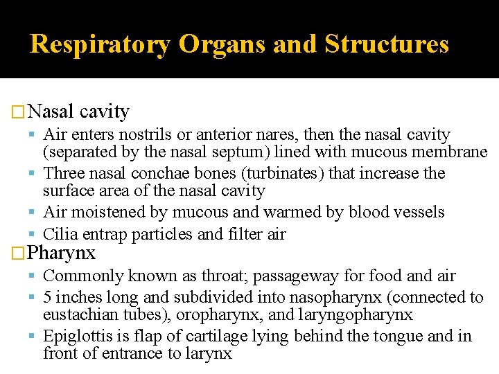 Respiratory Organs and Structures �Nasal cavity Air enters nostrils or anterior nares, then the