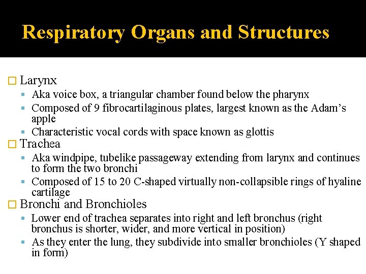 Respiratory Organs and Structures � Larynx Aka voice box, a triangular chamber found below