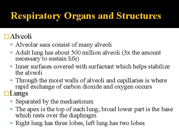 Respiratory Organs and Structures �Alveoli Alveolar sacs consist of many alveoli Adult lung has