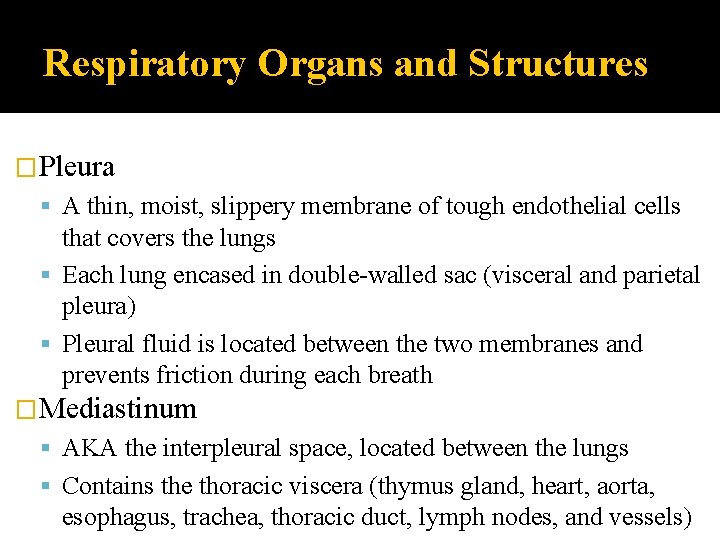 Respiratory Organs and Structures �Pleura A thin, moist, slippery membrane of tough endothelial cells