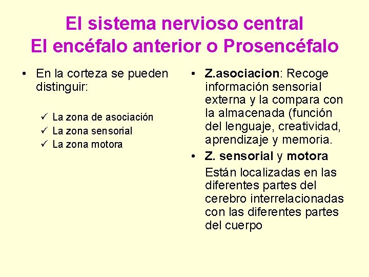 El sistema nervioso central El encéfalo anterior o Prosencéfalo • En la corteza se