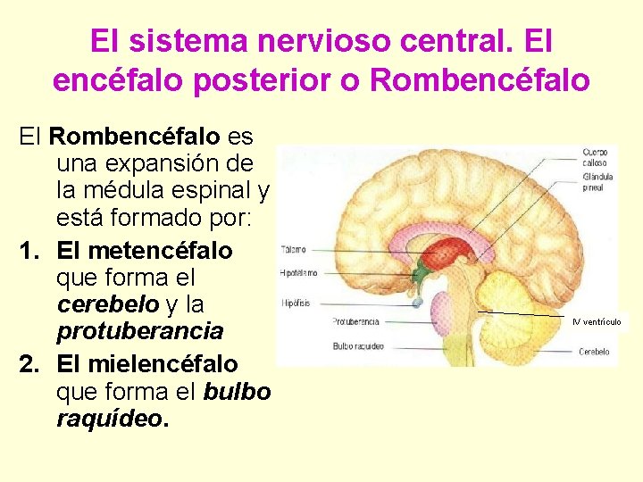 El sistema nervioso central. El encéfalo posterior o Rombencéfalo El Rombencéfalo es una expansión
