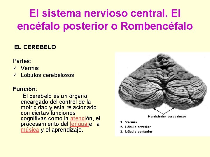 El sistema nervioso central. El encéfalo posterior o Rombencéfalo EL CEREBELO Partes: ü Vermis