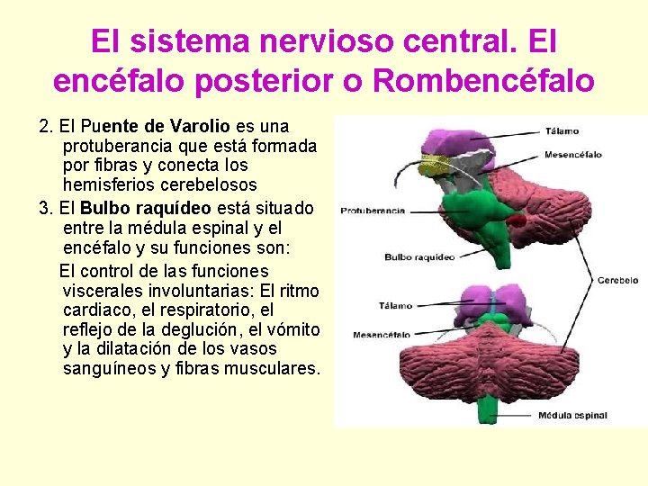 El sistema nervioso central. El encéfalo posterior o Rombencéfalo 2. El Puente de Varolio