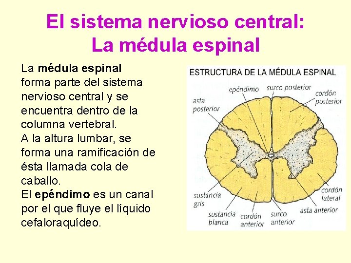 El sistema nervioso central: La médula espinal forma parte del sistema nervioso central y