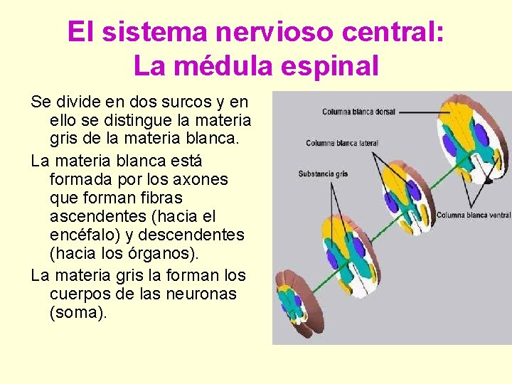 El sistema nervioso central: La médula espinal Se divide en dos surcos y en