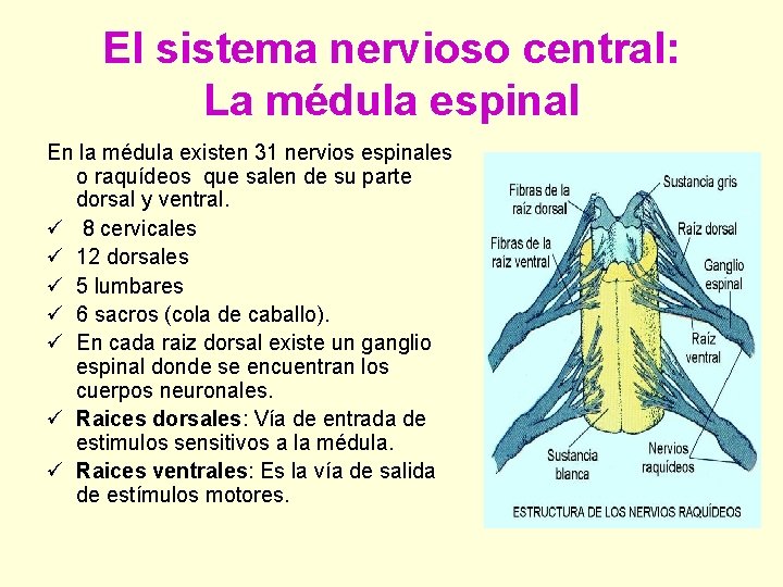 El sistema nervioso central: La médula espinal En la médula existen 31 nervios espinales