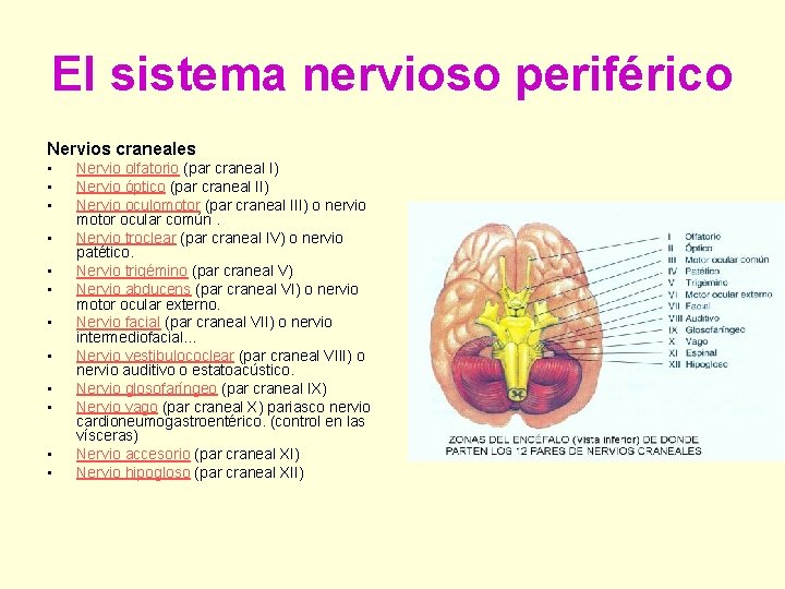 El sistema nervioso periférico Nervios craneales • • • Nervio olfatorio (par craneal I)