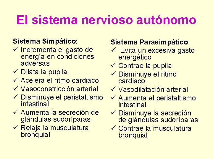 El sistema nervioso autónomo Sistema Simpático: ü Incrementa el gasto de energía en condiciones