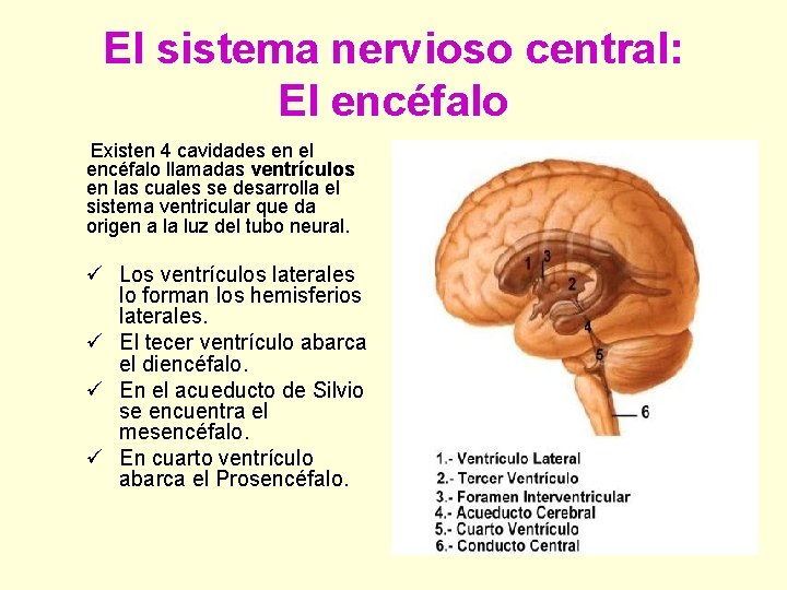 El sistema nervioso central: El encéfalo Existen 4 cavidades en el encéfalo llamadas ventrículos