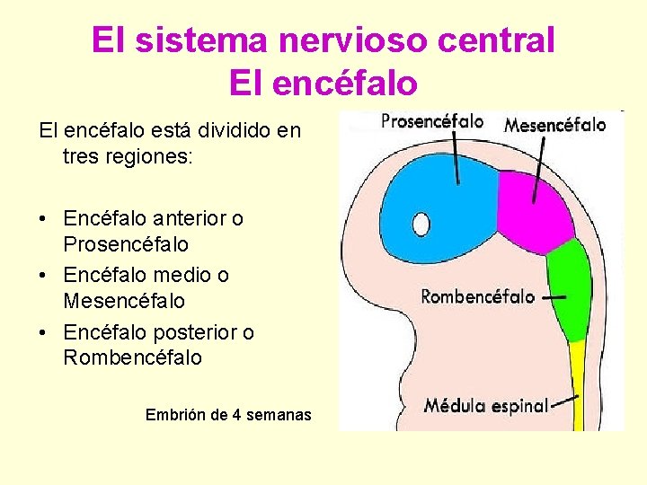 El sistema nervioso central El encéfalo está dividido en tres regiones: • Encéfalo anterior