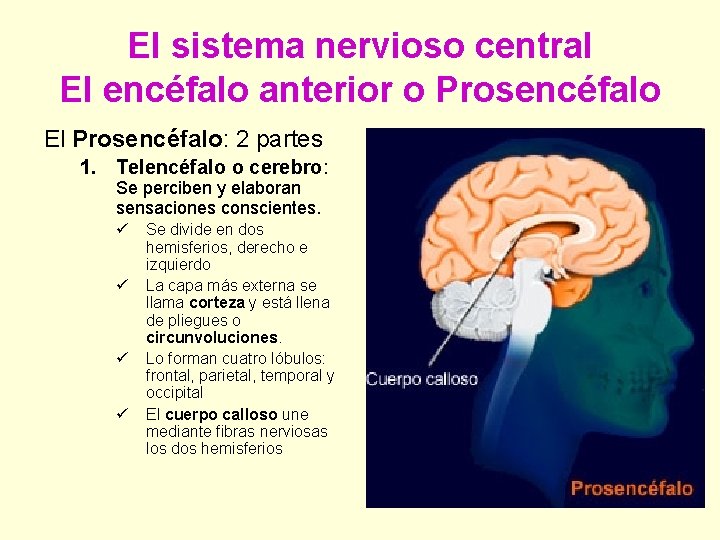 El sistema nervioso central El encéfalo anterior o Prosencéfalo El Prosencéfalo: 2 partes 1.